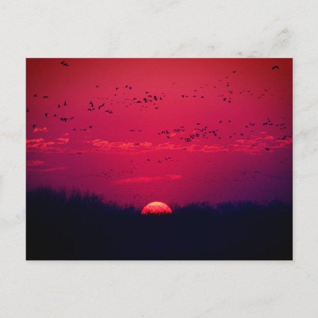 Cartão Postal Cartão-postal de migração de Primavera Sandhill Cr (Frente)