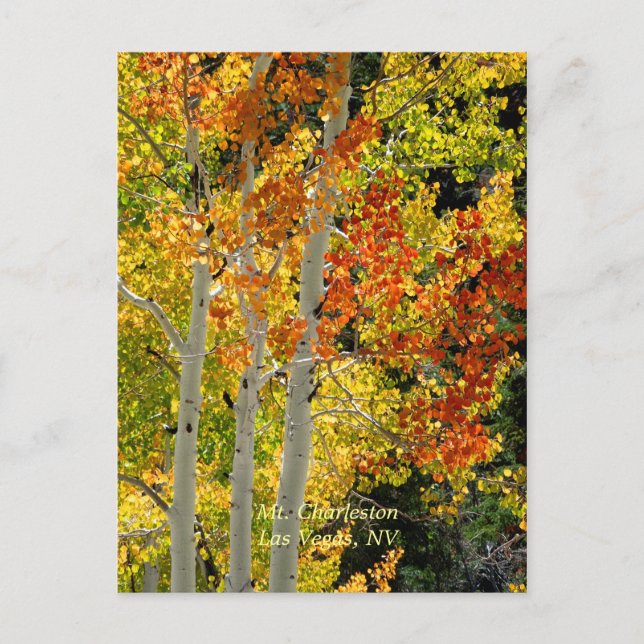 Cartão Postal Cartão-postal de Mt. Charleston, Las Vegas, NV Asp (Frente)