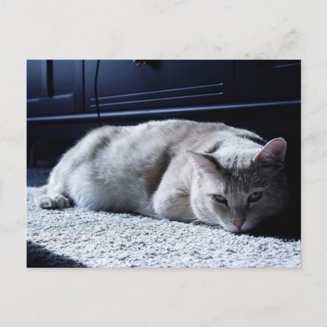 Cartão Postal Cartão-postal de Napoleão de Gato Preguiçoso (Frente)