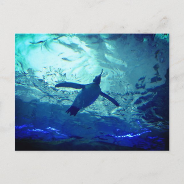 Cartão Postal Cartão-postal de natação pinguim (Frente)
