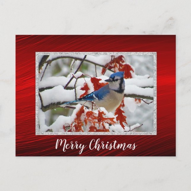 Cartão Postal Cartão-postal de Natal bonito Blue Jay Snow (Frente)