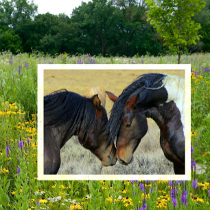 Cartão Postal Cartão-postal de Noses de Toque em Cavalos do Mun