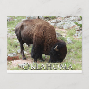 Cartão Postal Cartão-postal de Oklahoma Bison