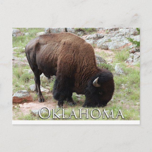 Cartão Postal Cartão-postal de Oklahoma Bison (Frente)