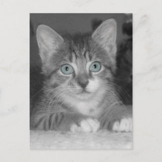 Cartão Postal Cartão-postal de olhos azuis