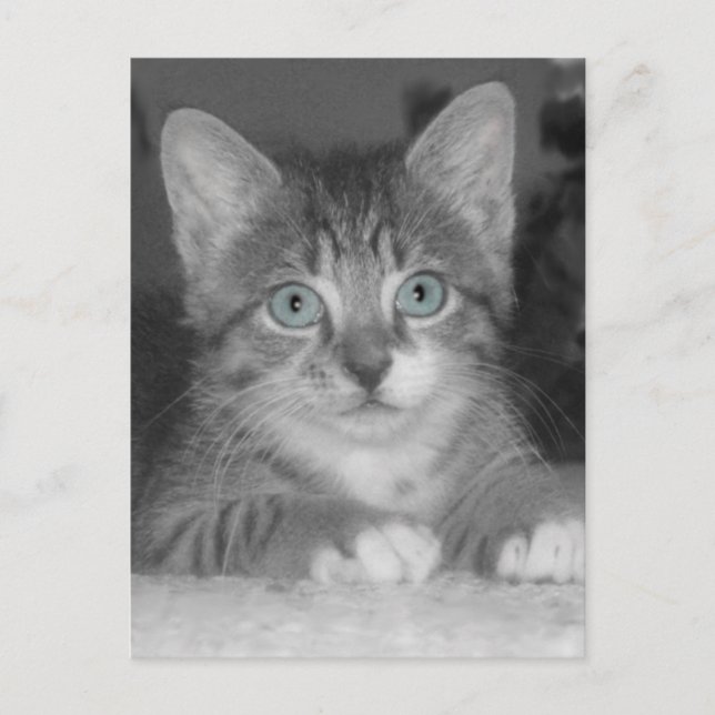 Cartão Postal Cartão-postal de olhos azuis (Frente)