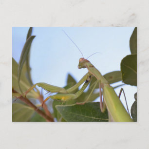 Cartão Postal Cartão-postal de oração à Mantis