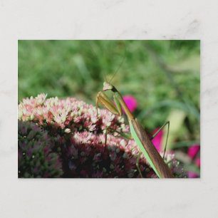 Cartão Postal Cartão-postal de Oração à Mantis Nature