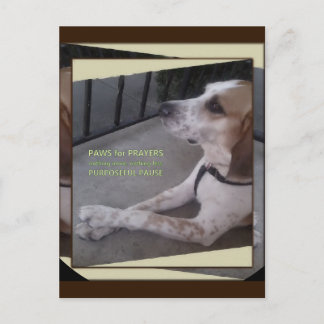 Cartão Postal Cartão-postal de Oração Cão
