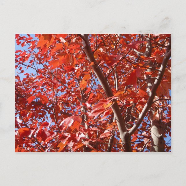 Cartão Postal Cartão-postal de outono de Celebração (Frente)