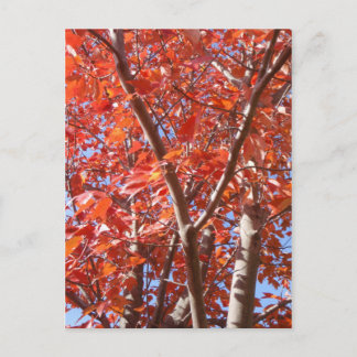 Cartão Postal Cartão-postal de outono de Celebração