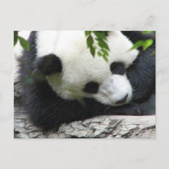Cartão Postal Cartão-postal de Panda (Frente)