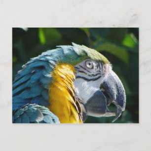 Cartão Postal Cartão-postal de papagaio