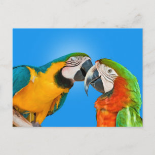 Cartão Postal Cartão-postal de Papagaios no Amor