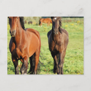 Cartão Postal Cartão-postal de par de órgãos