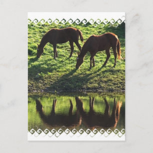 Cartão Postal Cartão-postal de parelha de cavalo