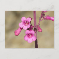 Cartão-postal de Parry