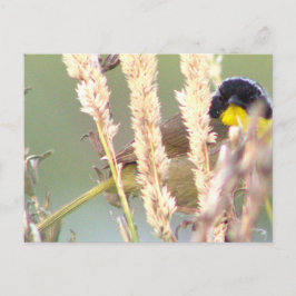 Cartão Postal Cartão-postal de Pássaro Amarelo Negro