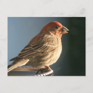 Cartão Postal Cartão-postal de pássaro com Finch Roxo