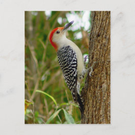 Cartão Postal Cartão-postal de pássaro de pica-pau-rosa