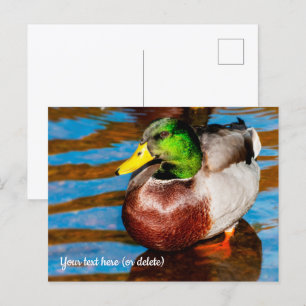 Cartão Postal Cartão-postal de Pato Mallard Bonito