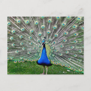 Cartão Postal Cartão-postal de Peacock Plume
