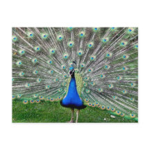 Cartão-postal de Peacock Plume