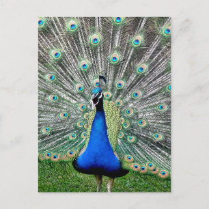 Cartão Postal Cartão-postal de Peacock Plume