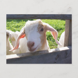 Cartão Postal Cartão-postal de Peeking Goat