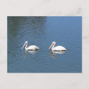 Cartão Postal cartão-postal de pelicanos brancos