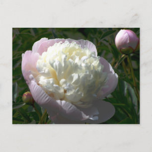 Cartão Postal Cartão-postal de peões cor-de-rosa e creme