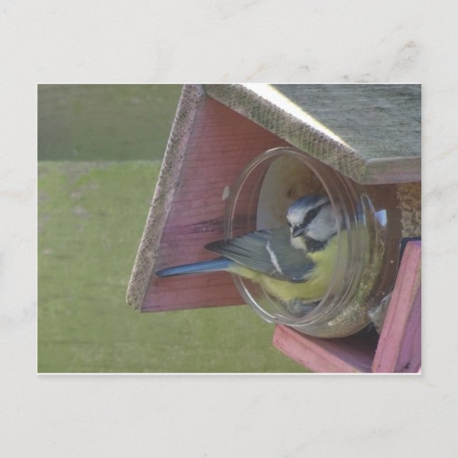 Cartão Postal Cartão-postal de pequeno pássaro colorido bonito (Frente)