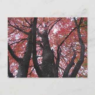 Cartão Postal Cartão-postal de perspectiva de Ali