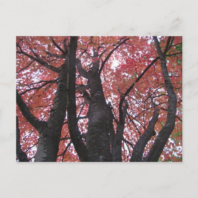 Cartão Postal Cartão-postal de perspectiva de Ali (Frente)