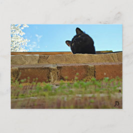 Cartão Postal Cartão-postal de 'Pesquisa de Jasper'