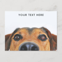 Cartão-postal de pico da face de cãozinho