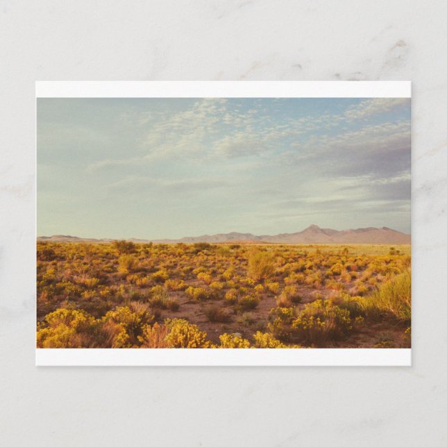 Cartão Postal Cartão-postal de pico de cookes 14 (Frente)