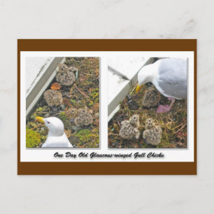 Cartão Postal Cartão-postal de Pintinhos Gull antigo