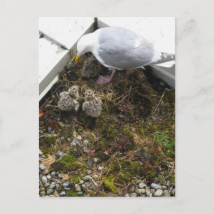 Cartão Postal Cartão-postal de Pintinhos Gull Antigos