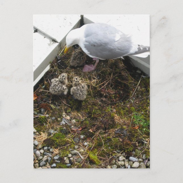 Cartão Postal Cartão-postal de Pintinhos Gull Antigos (Frente)