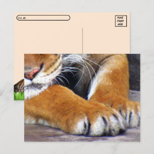 Cartão Postal Cartão-postal de pintura de Tigre com Caixa de Ide