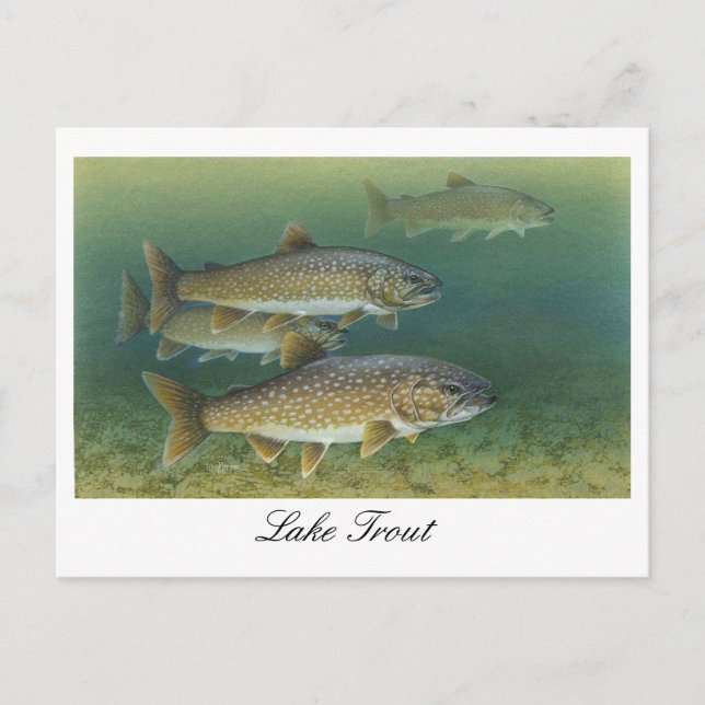 Cartão Postal Cartão-postal de pintura do Lake Trout (Frente)