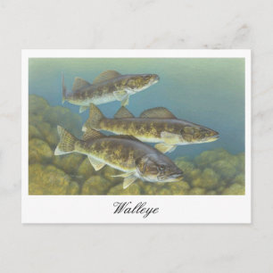 Cartão Postal Cartão-postal de pintura Walleye