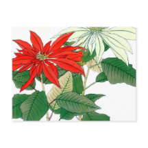 Cartão-postal de Poinsettia Vermelha e Branca