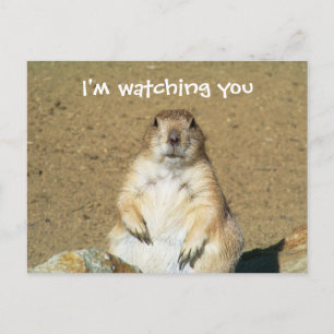 Cartão Postal Cartão-postal de Prairie Dog