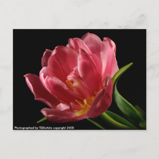 Cartão Postal Cartão-postal de Primavera de Bloqueio de Tulip Du