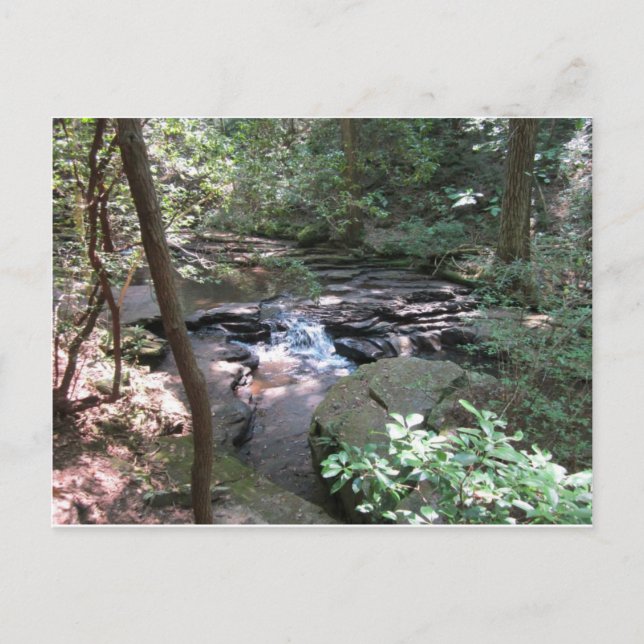 Cartão Postal Cartão-postal de Primaveras Beersheba (Frente)