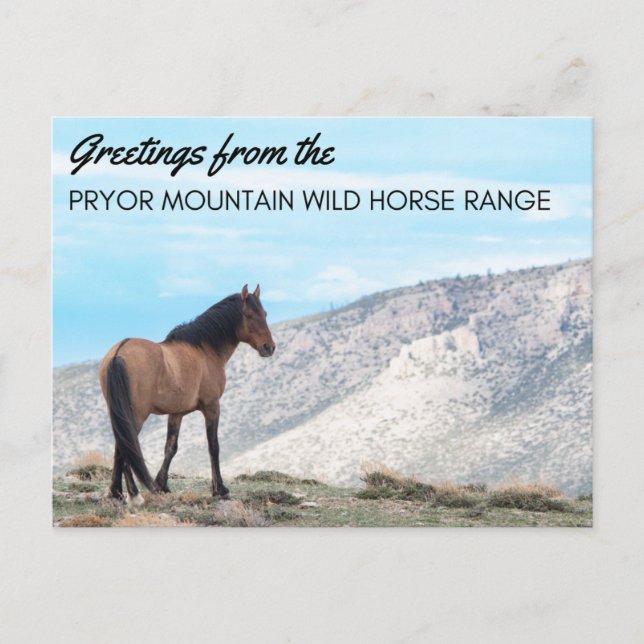 Cartão Postal Cartão-postal de Pryor Mountain Wild Mustang: Hori (Frente)