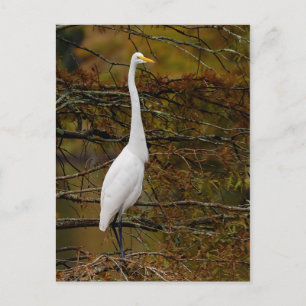 Cartão Postal Cartão-postal de queda de Egrete Branco do excelen