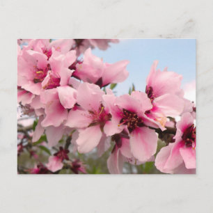 Cartão Postal Cartão-postal de ramificação de flores rosa